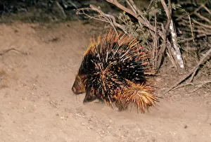 Porcupines: Red Porcupine