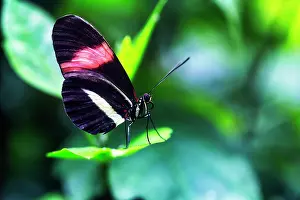 Brush: Red postman (Heliconius erato), captive