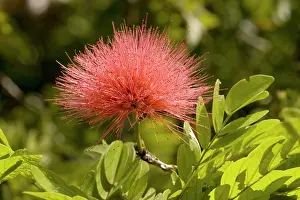 Powder: Red powder puff in flower