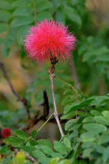 Calliandra: Red Powderpuff - Botanical Gardens