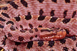 Pigmy: Red Pygmy Rattlesnake