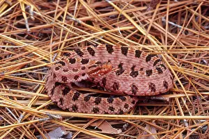 Pigmy: Red Pygmy Rattlesnake