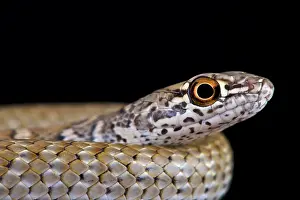 Flagellum: Red racer (Masticophis flagellum piceus), United