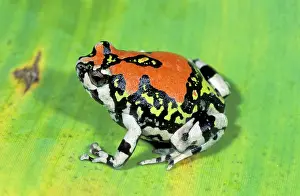 Scaphiophryne: Red Rain Frog