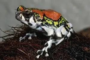 Microhylidae: Red Rain Frog