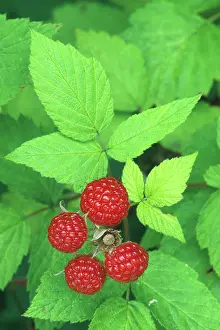 Composite: Red Raspberries
