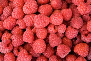 Sale: Red raspberries (Rubus idaeus), before sale