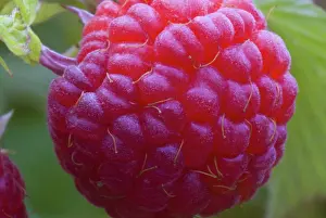 Idaeus: Red Raspberry