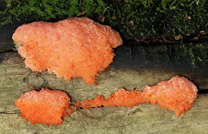 Raspberry: Red Raspberry Slime