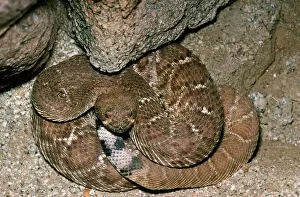 Diamond: Red Rattlesnake