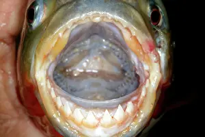 Nattereri: Red / Red-Bellied Piranha - mouth wide open showing teeth
