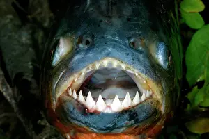 Nattereri: Red / Red-Bellied Piranha - mouth wide open showing teeth