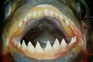 Nattereri: Red / Red-Bellied Piranha - mouth wide open showing teeth