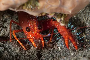 Straits: Red Reef Lobster