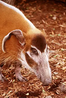 Hogs: RED RIVER HOG - close-up of head