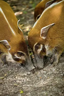 Ginger: RED RIVER HOG (potamochoerus porcus) OR BUSH PIG