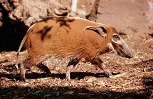 Hogs: Red River HOG / Western Bush Pig - side view