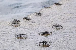 Madeira: Red rock crab (Grapsus adscensionis), Madeira, Portugal