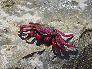 Canary: Red rock crab (Grapsus adscensionis) on rock. Puerto de Moga