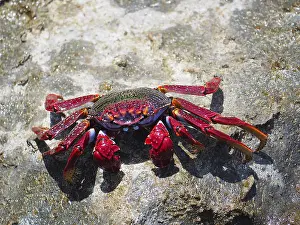 Puerto: Red rock crab (Grapsus adscensionis) on rock. Puerto