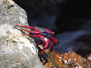 Spray: Red rock crab (Grapsus adscensionis) on rock. Puerto