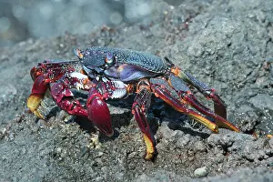 Grapsus: Red rock crab (Grapsus adscensionis), Tenerife
