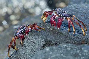 Grapsus: Red rock crab (Grapsus adscensionis), Tenerife