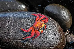 Galapagos: Red rock crab (Grapsus grapsus), Galapagos Islands, E