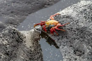 Crustacean: Red rock crab (Grapsus grapsus)