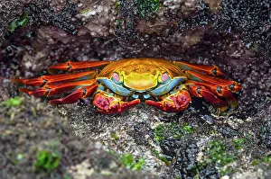 Ecuadorian: Red rock crab (Grapsus grapsus), family of marsh