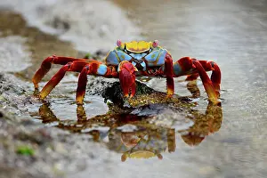 Sally: Red rock crab (Grapsus grapsus), also known as Sally