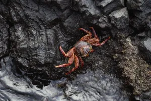 Crustacean: Red rock crab (Grapsus grapsus) on lava rock