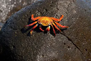 Seymour: Red rock crab Grapsus grapsus North Seymour Island Galapagos