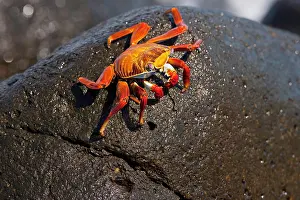 Seymour: Red rock crab Grapsus grapsus North Seymour Island Galapagos