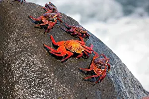 Seymour: Red rock crab Grapsus grapsus North Seymour Island Galapagos