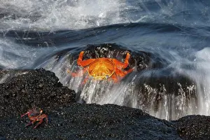 Ecuadorian: Red rock crab (Grapsus grapsus) on a rock in the