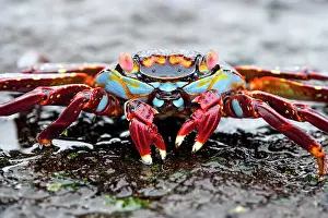 Ecuadorian: Red rock crab (Grapsus grapsus) on rock, Isabela