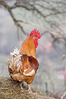 Barb: Red Rooster on a pile of manure in a farm yard