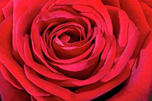 Romance: Red Rose
