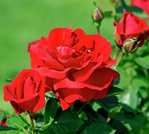 Leave: Red rose