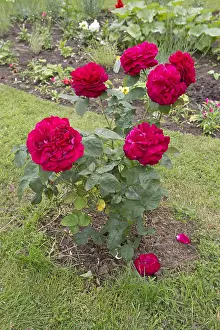 Roses: Three red rose in full bloom, community wildlife
