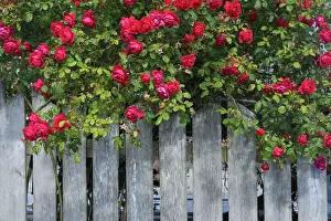 Picket: Red Rose Bush - hanging over a picket fence