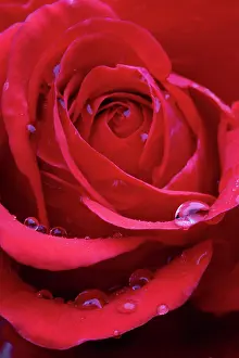 Roses: Red Rose - close-up
