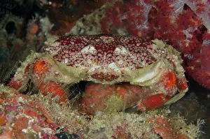 030521: Red Round Crab - night dive - Keruo Island dive
