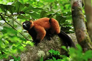 Varecia: Red Ruffed Lemur
