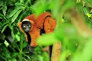 Varecia: Red Ruffed Lemur