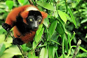 Varecia: Red Ruffed Lemur