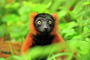 Varecia: Red Ruffed Lemur