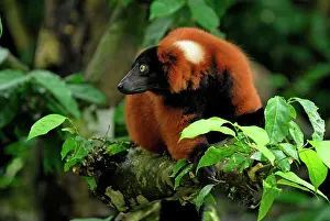Varecia: Red ruffed Lemur