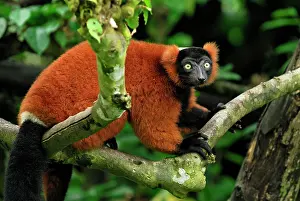 Varecia: Red ruffed Lemur
